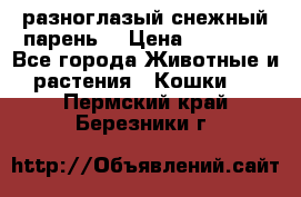 разноглазый снежный парень. › Цена ­ 10 000 - Все города Животные и растения » Кошки   . Пермский край,Березники г.